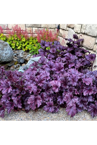 Гейхера гібридна Форевер Пурпур 